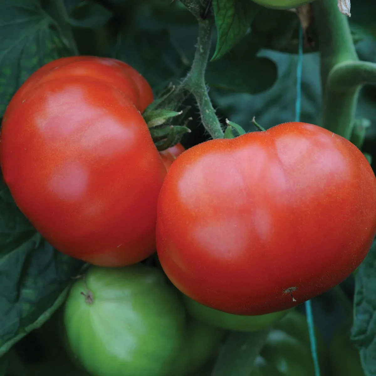 Supersteak Tomato Seeds – Giant Beefsteak Tomatoes for Juicy Harvests - Image 3