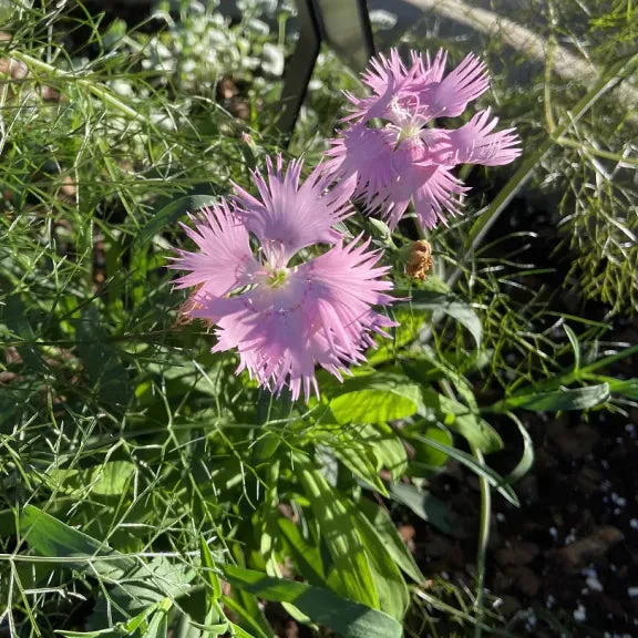 Supra Rosa Hybrid Dianthus Seeds, Planting