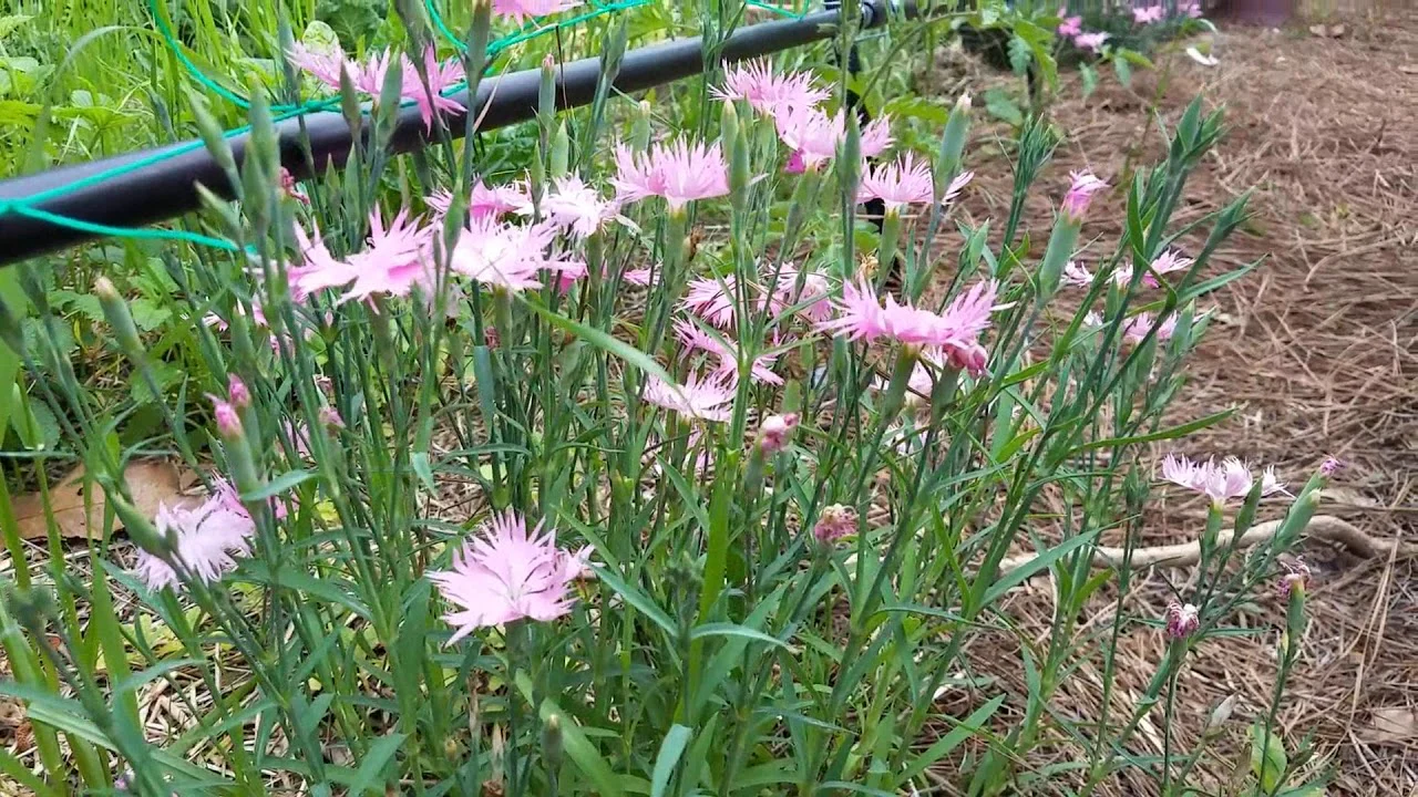 Supra Rosa Hybrid Dianthus Seeds, Planting - Image 4