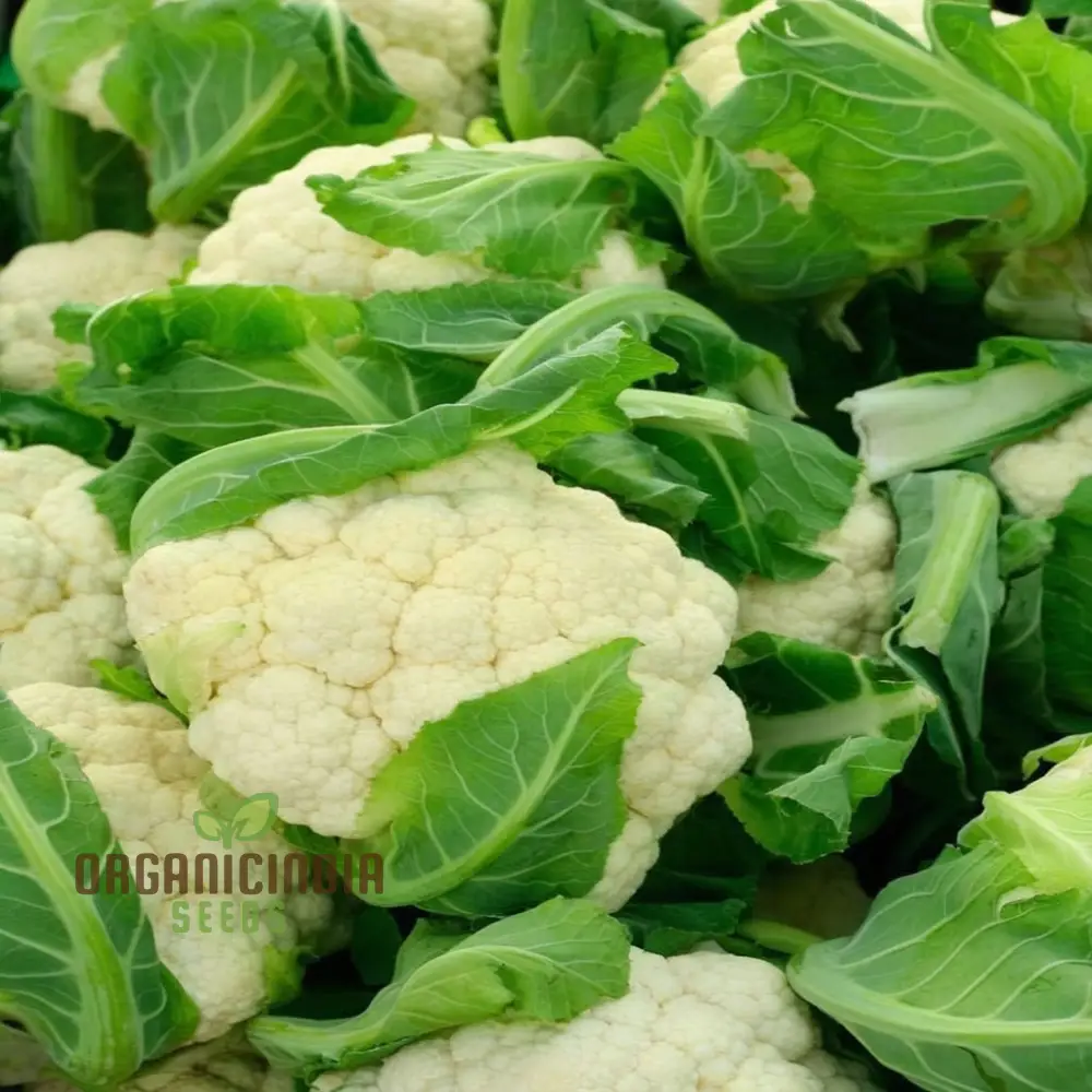 Heirloom Cauliflower Seeds  Vegetable Seeds, Essential for Sustainable Gardening Seeds For Planting