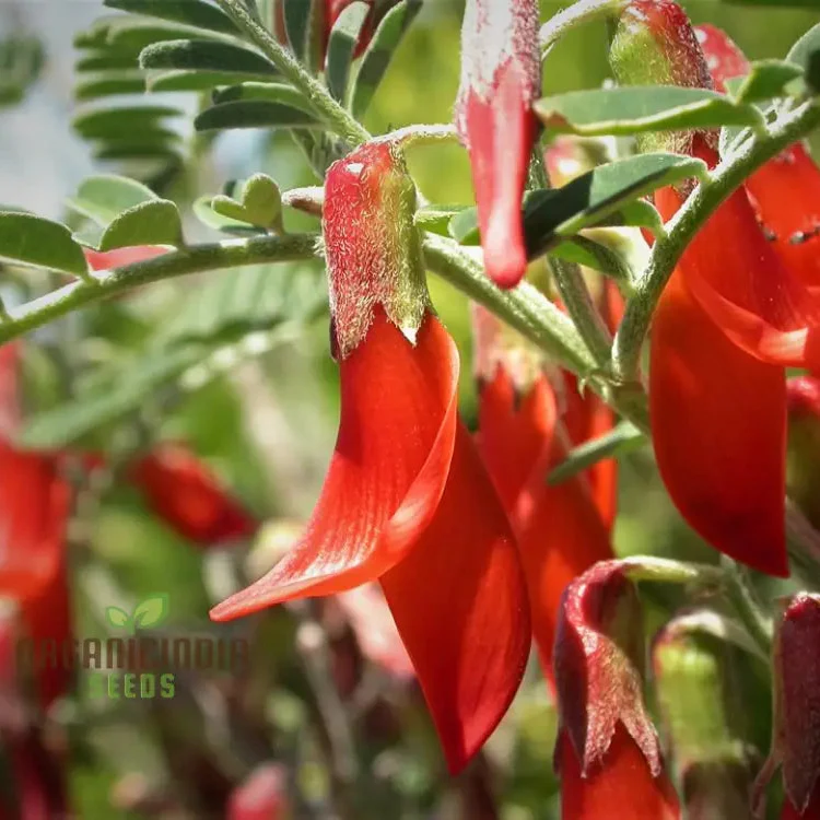 Sutherlandia Frutescens Seeds African Bush Willow seeds for Planting