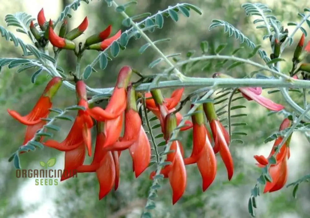 Sutherlandia Frutescens Seeds African Bush Willow seeds for Planting - Image 3