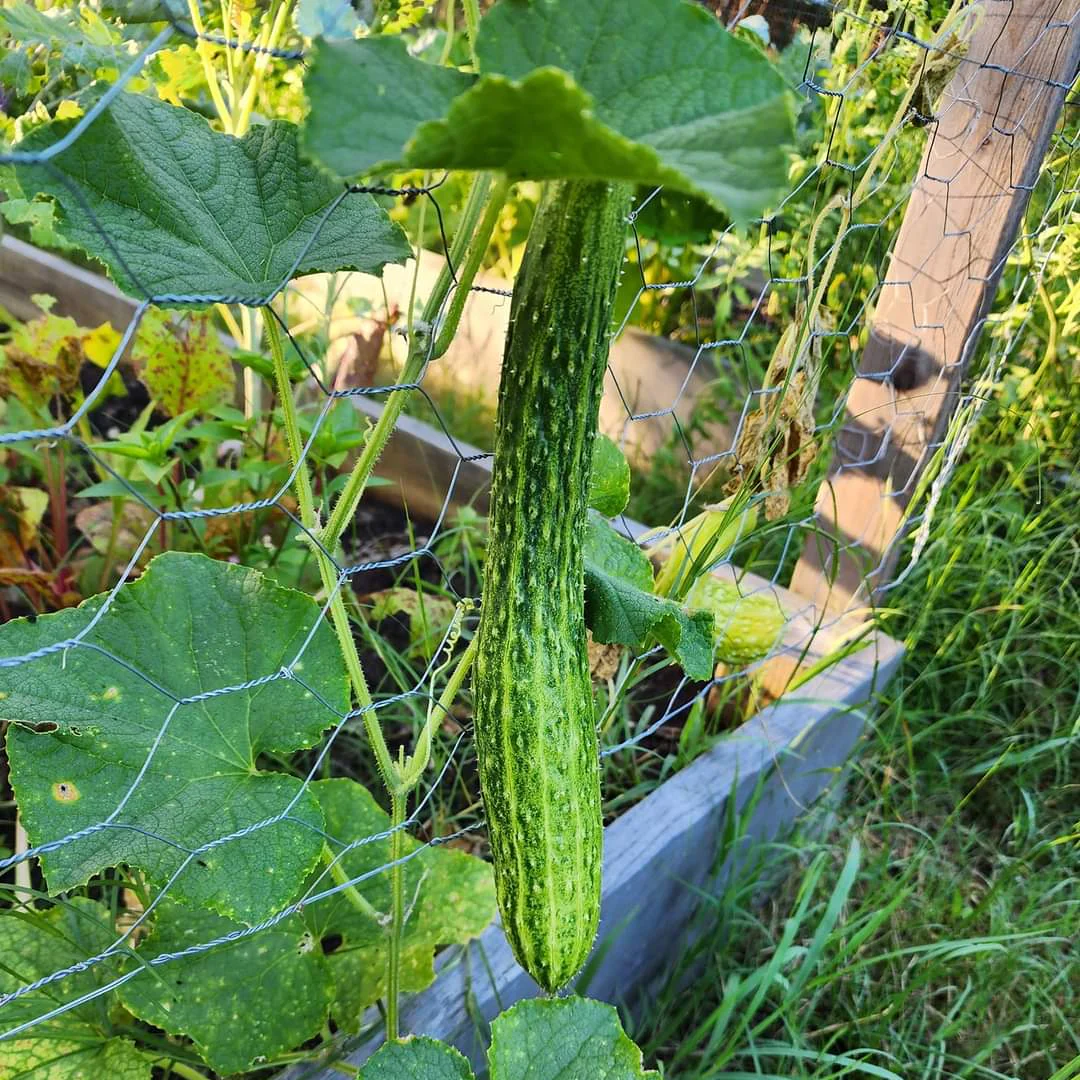 Suyo Long Cucumber Seeds – Heirloom, Burpless & Crisp - High-Yield & Easy to Grow