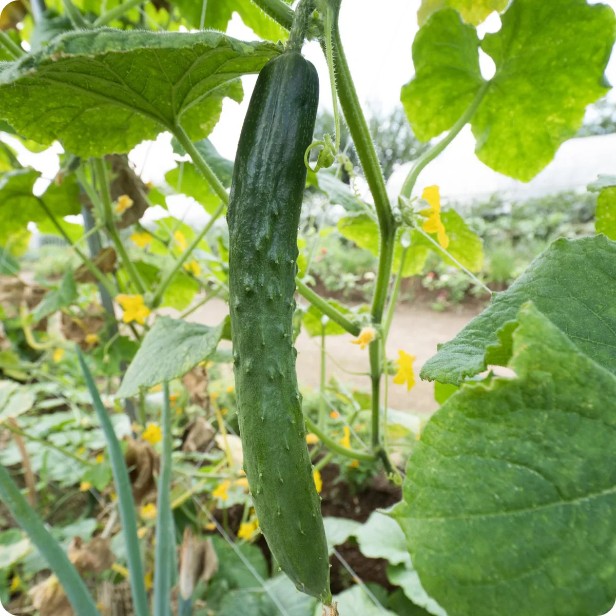 Suyo Long Cucumber Seeds – Heirloom, Burpless & Crisp - High-Yield & Easy to Grow - Image 2