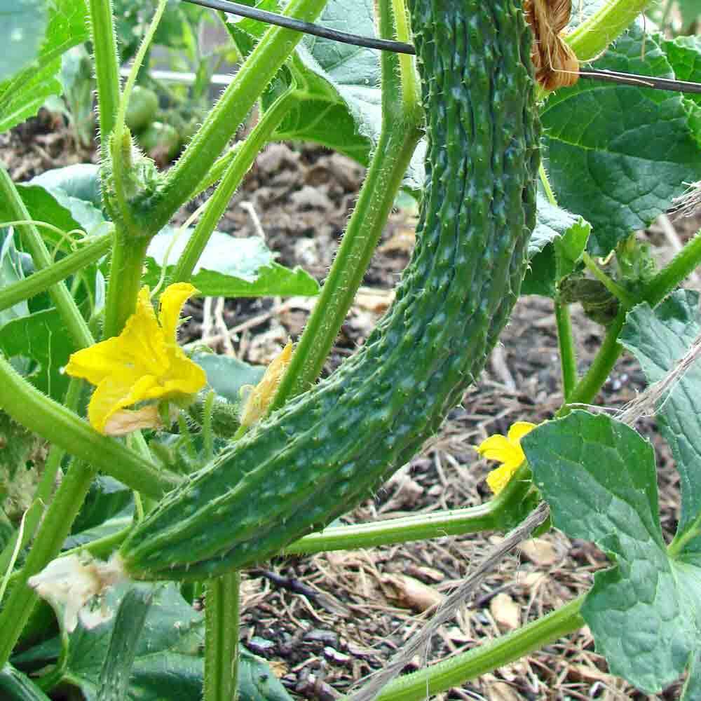 Suyo Long Cucumber Seeds – Heirloom, Burpless & Crisp - High-Yield & Easy to Grow - Image 3