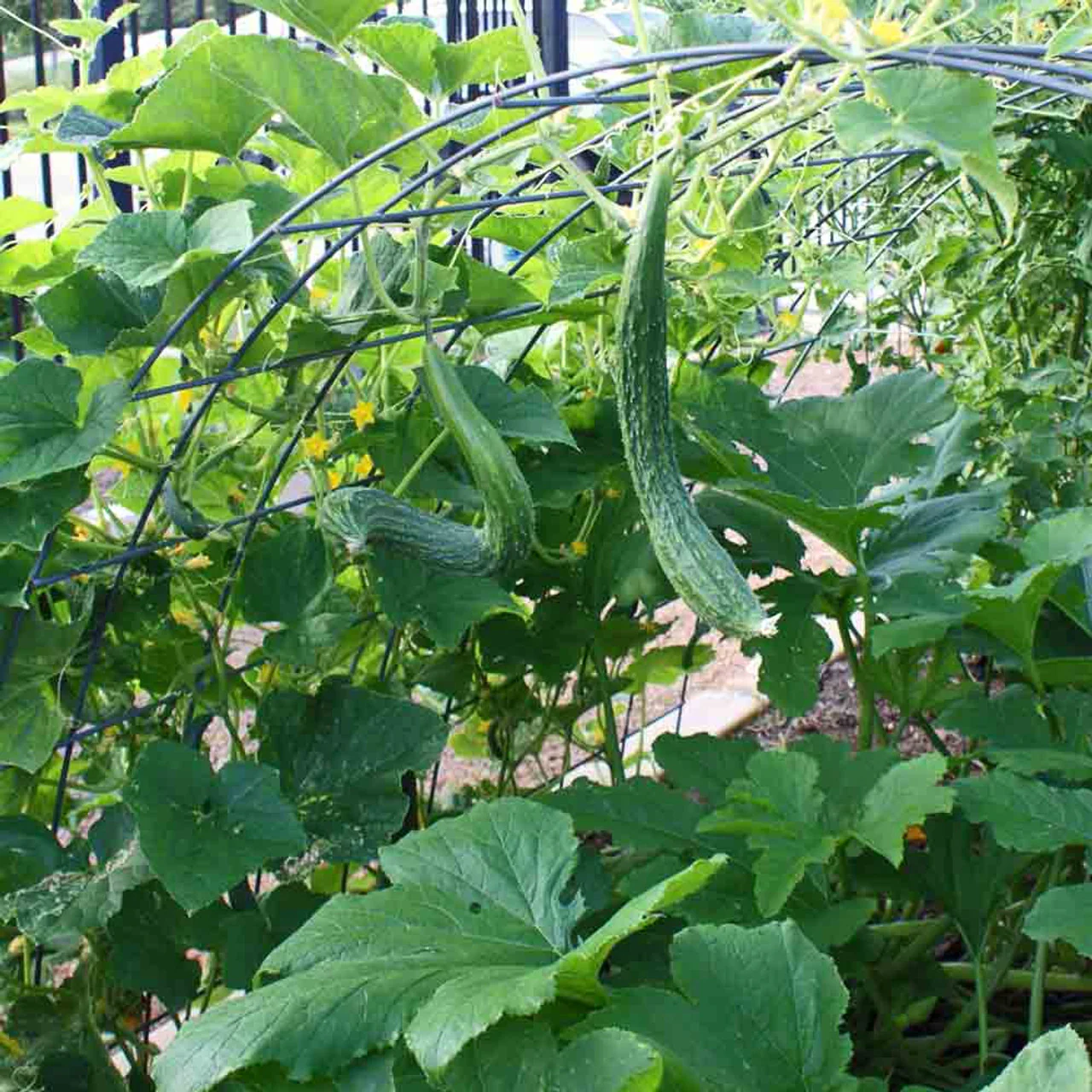 Suyo Long Cucumber Seeds – Heirloom, Burpless & Crisp - High-Yield & Easy to Grow - Image 4