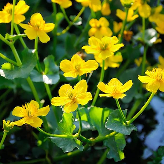 Swamp Marigold Seeds (Caltha Palustris) Perennial Flowering Plant for Ponds And Streams, Attract Pollinators - Image 3
