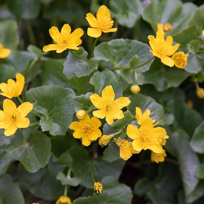 Swamp Marigold Seeds (Caltha Palustris) Perennial Flowering Plant for Ponds And Streams, Attract Pollinators - Image 4
