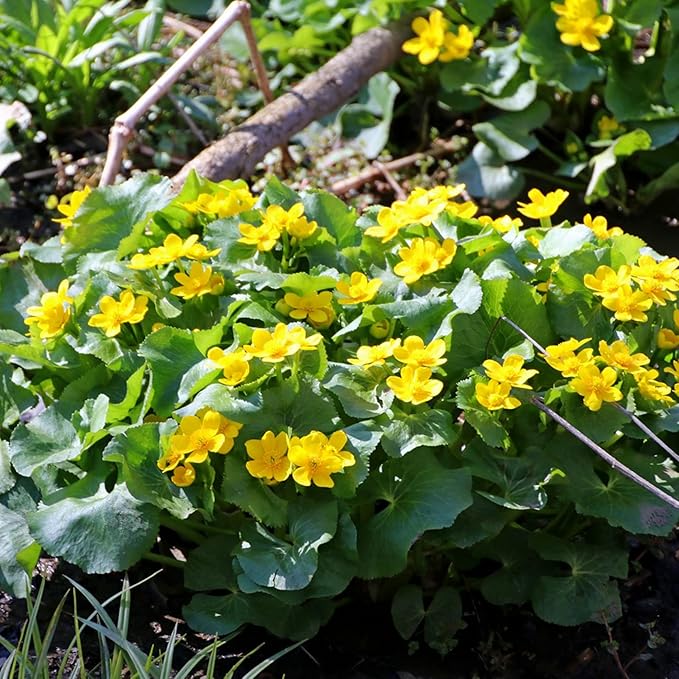 Swamp Marigold Seeds (Caltha Palustris) Perennial Flowering Plant for Ponds And Streams, Attract Pollinators - Image 5