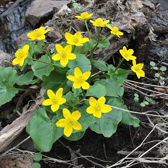 Swamp Marigold Seeds (Caltha Palustris) Perennial Flowering Plant for Ponds And Streams, Attract Pollinators - Image 6