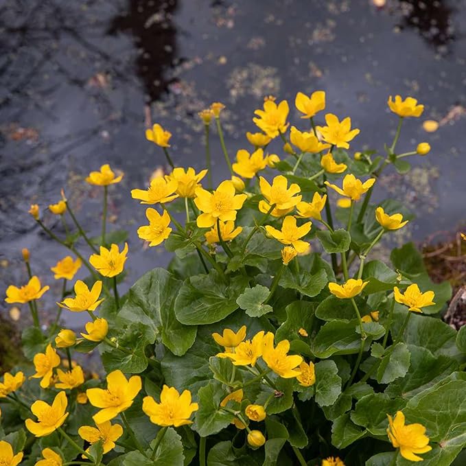 Swamp Marigold Seeds (Caltha Palustris) Perennial Flowering Plant for Ponds And Streams, Attract Pollinators - Image 7