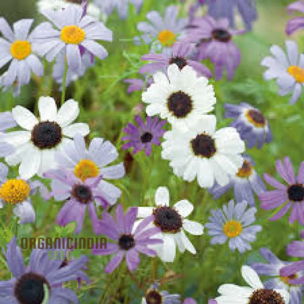 Swan River Daisy Mixed Flower Seeds for Planting, Premium Mixed Swan River Daisy Seeds for Vibrant Blooms Perfect for Gardening Grow a Beautiful Colorful Garden