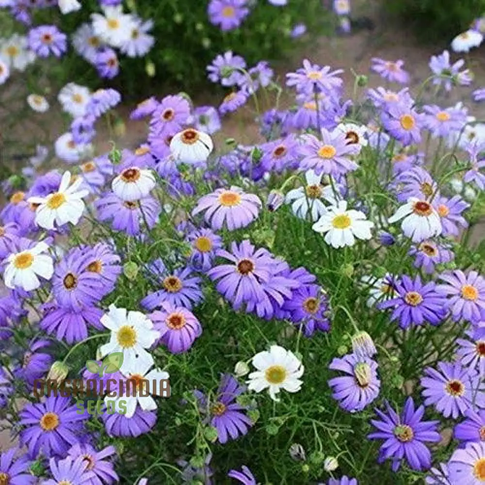 Swan River Daisy Mixed Flower Seeds for Planting, Premium Mixed Swan River Daisy Seeds for Vibrant Blooms Perfect for Gardening Grow a Beautiful Colorful Garden - Image 3