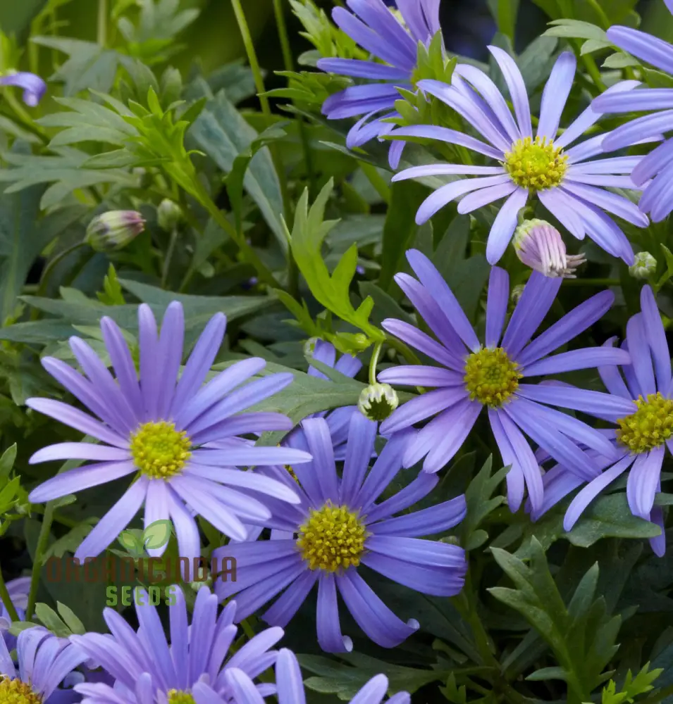 Swan River Daisy Mixed Flower Seeds for Planting, Premium Mixed Swan River Daisy Seeds for Vibrant Blooms Perfect for Gardening Grow a Beautiful Colorful Garden - Image 4