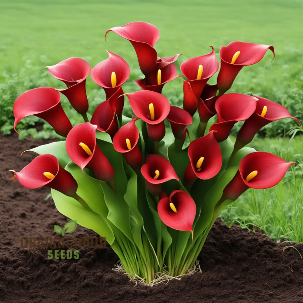 Red Calla Lily Zantedeschia Flower Seeds, Richly Hued Blooms for Elegant Garden