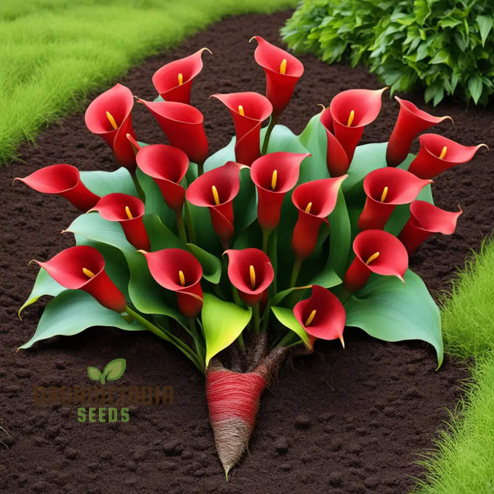 Red Calla Lily Zantedeschia Flower Seeds, Richly Hued Blooms for Elegant Garden - Image 3