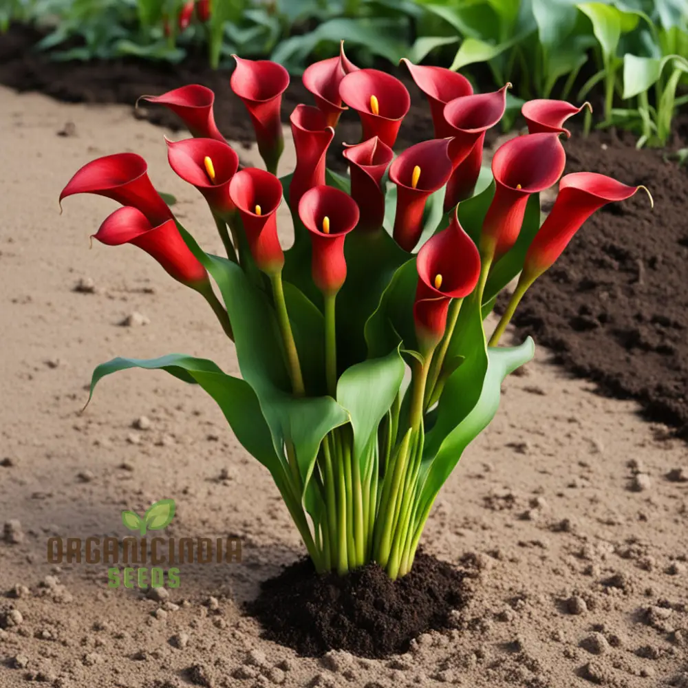 Red Calla Lily Zantedeschia Flower Seeds, Richly Hued Blooms for Elegant Garden - Image 4