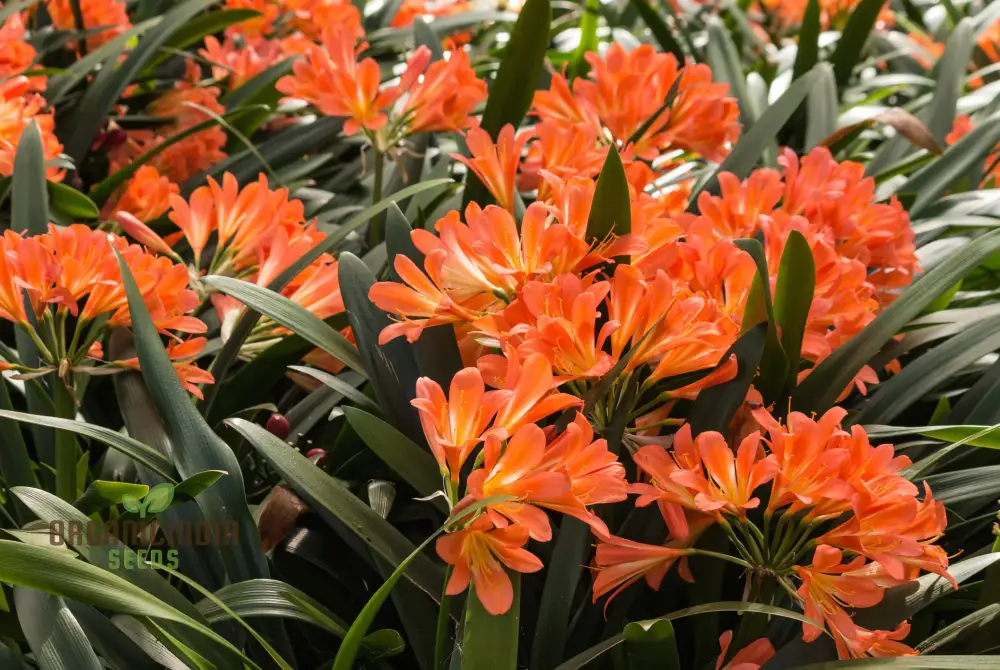 Real Clivia Seeds for planting, Bonsai Flower Seeds, (Not Clivia Bulbs), Perennial Flower Seeds (100pcs)