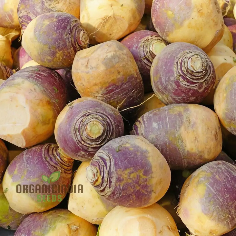 Swede Gowrie Vegetable Seeds, High Yield Disease-Resistant, Ideal for Cool Climate Gardens