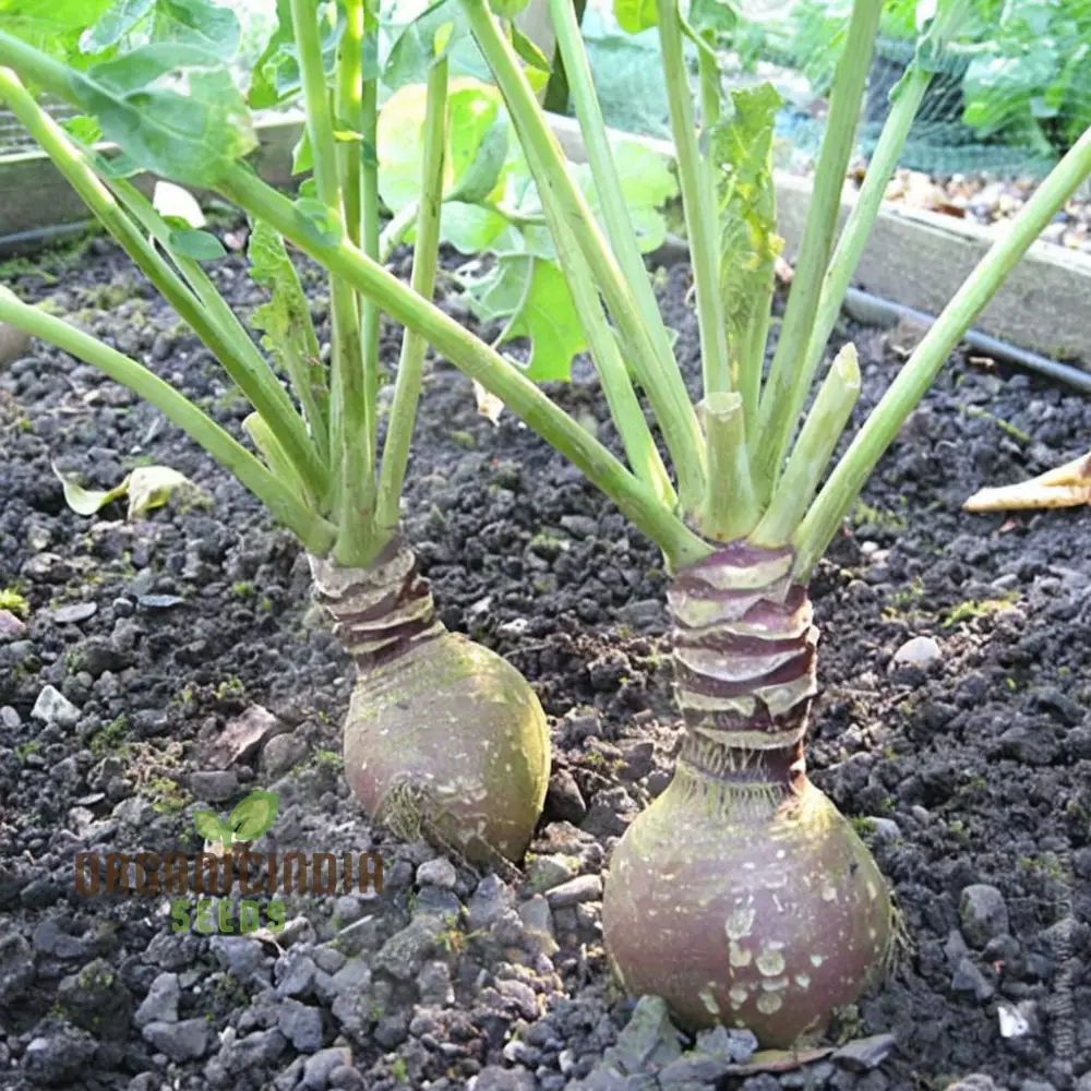 Swede Gowrie Vegetable Seeds, High Yield Disease-Resistant, Ideal for Cool Climate Gardens - Image 3