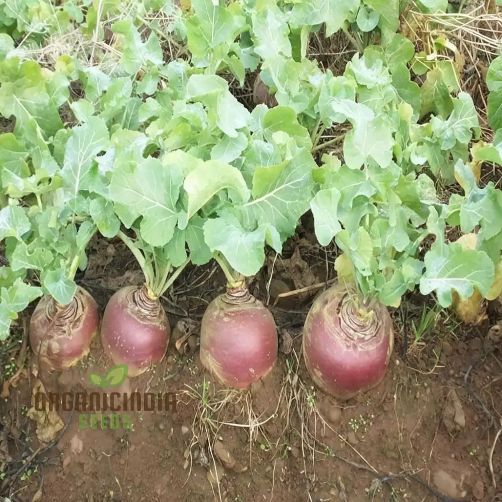 Swede Gowrie Vegetable Seeds, High Yield Disease-Resistant, Ideal for Cool Climate Gardens - Image 4