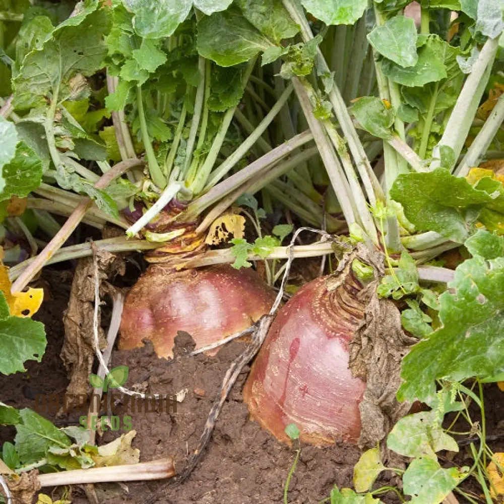 Swede Tweed F1 with Superior Vegetable Seeds for a Robust and Flavorful Addition to Your Garden