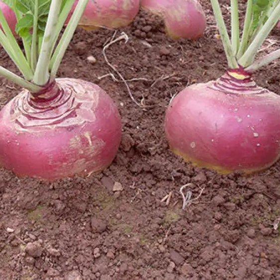 Swede Tweed F1 with Superior Vegetable Seeds for a Robust and Flavorful Addition to Your Garden - Image 3