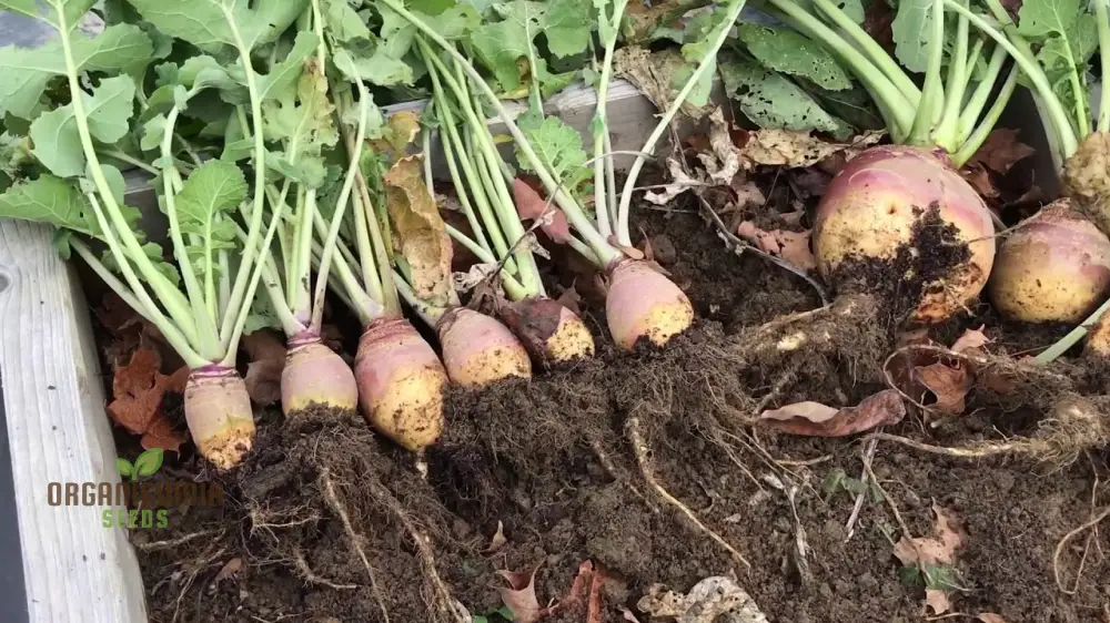 Swede Tweed F1 with Superior Vegetable Seeds for a Robust and Flavorful Addition to Your Garden - Image 4