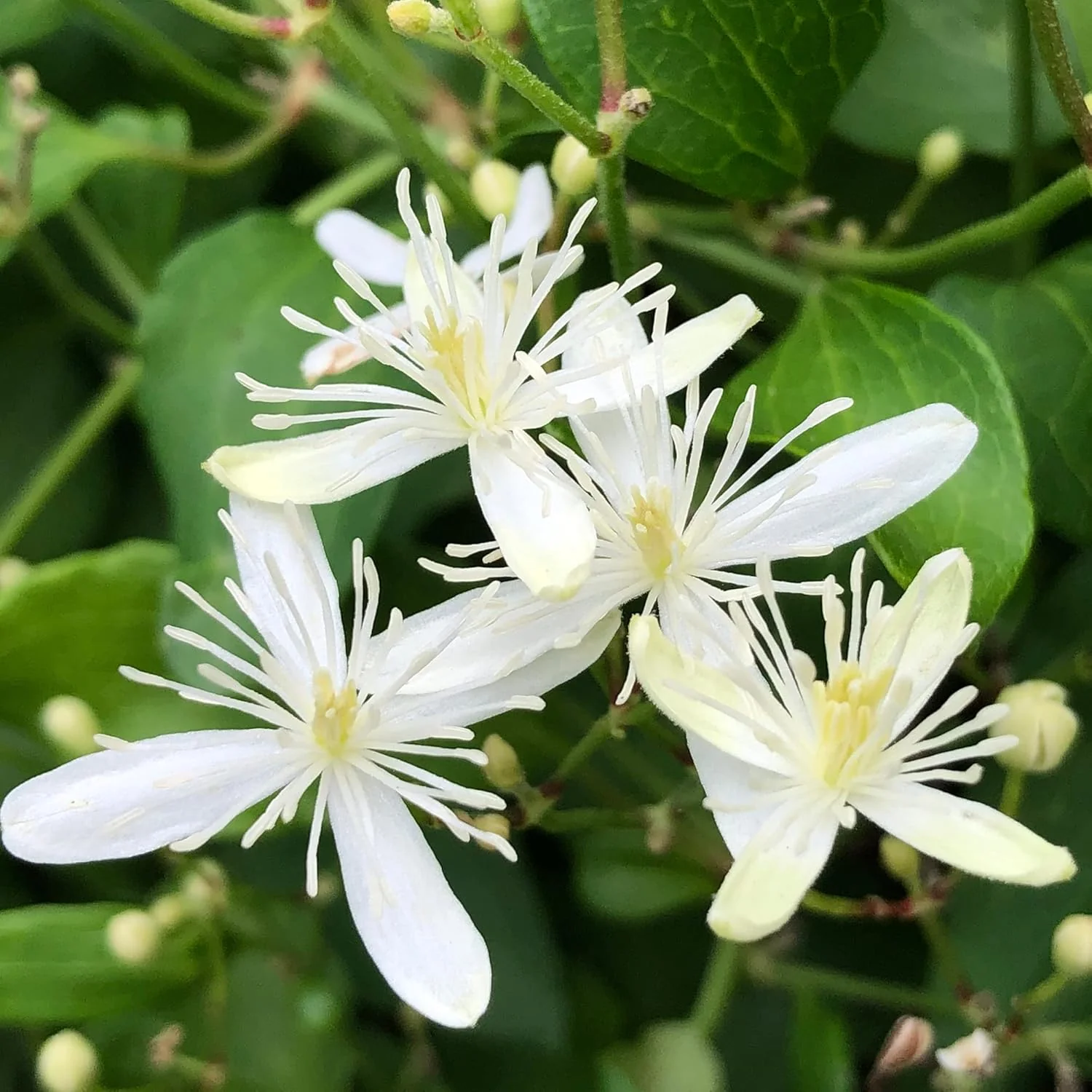 Sweet Autumn Clematis Seeds (Clematis Terniflora) Perennial Vine, Fragrant, Fast Growing for Fence, Arbor, Ground Cover - Image 3