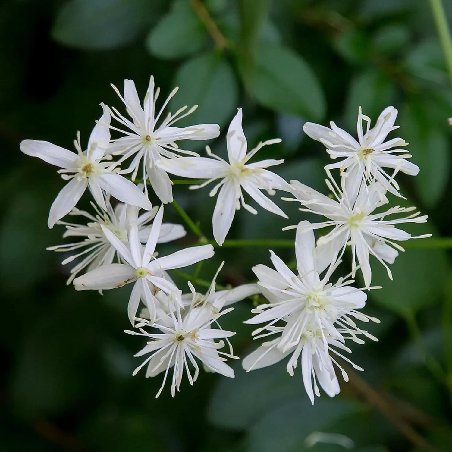 Sweet Autumn Clematis Seeds (Clematis Terniflora) Perennial Vine, Fragrant, Fast Growing for Fence, Arbor, Ground Cover - Image 4