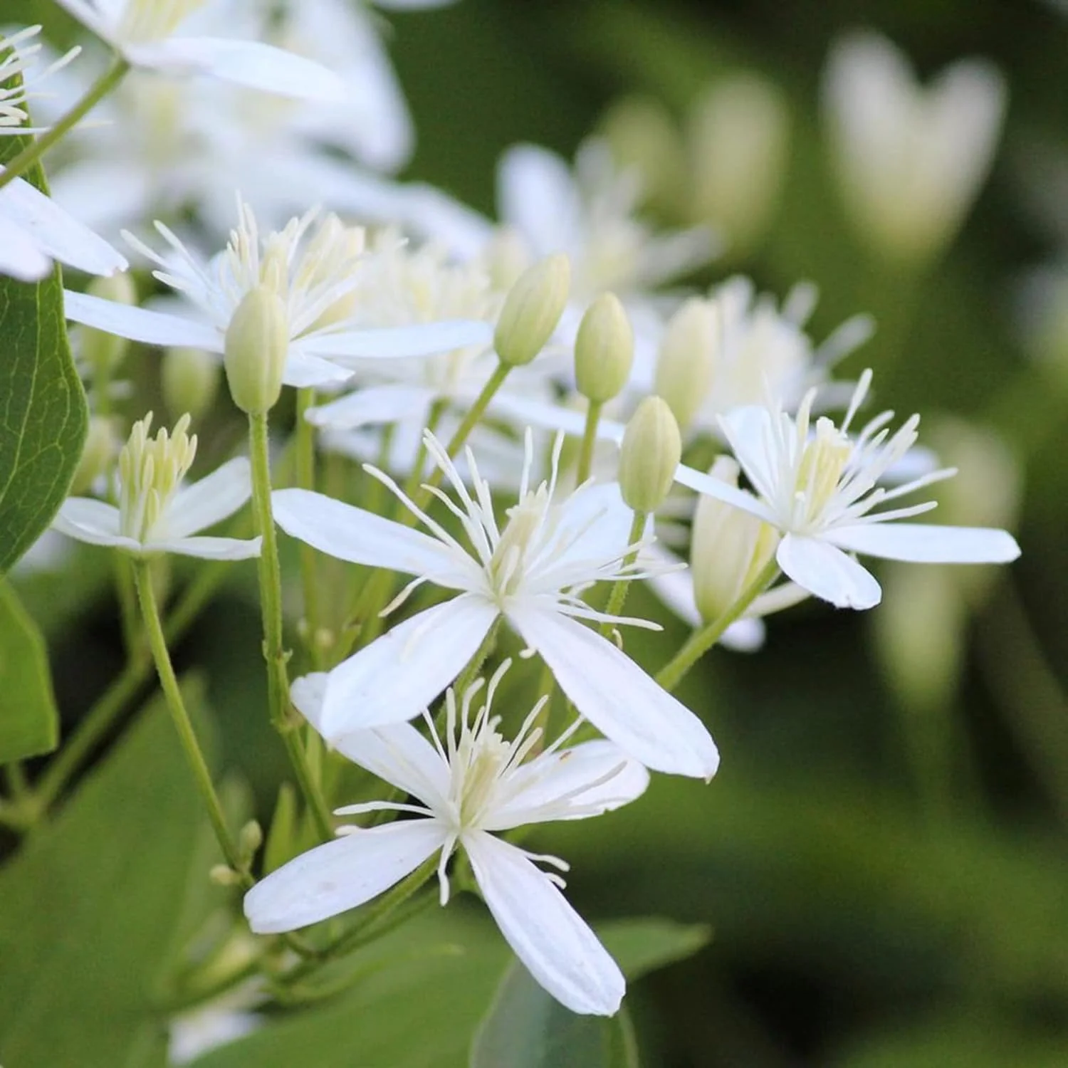 Sweet Autumn Clematis Seeds (Clematis Terniflora) Perennial Vine, Fragrant, Fast Growing for Fence, Arbor, Ground Cover - Image 5