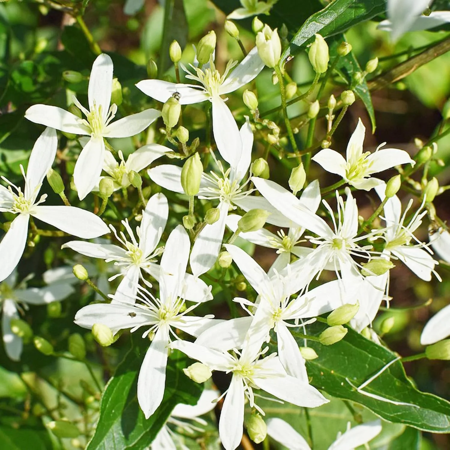 Sweet Autumn Clematis Seeds (Clematis Terniflora) Perennial Vine, Fragrant, Fast Growing for Fence, Arbor, Ground Cover - Image 6