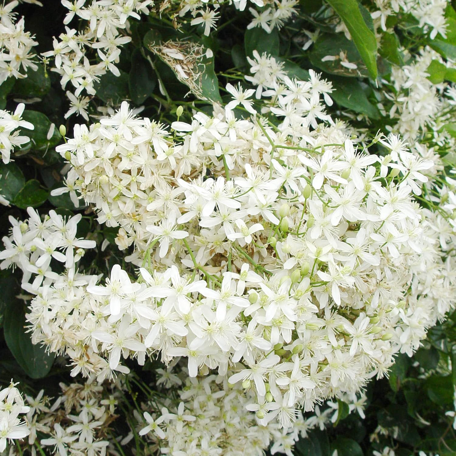 Sweet Autumn Clematis Seeds (Clematis Terniflora) Perennial Vine, Fragrant, Fast Growing for Fence, Arbor, Ground Cover - Image 7