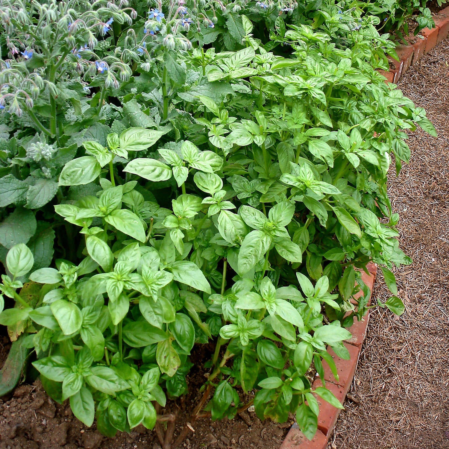 Sweet Basil Seeds – Organic, Non-GMO, Fast-Growing Culinary Variety - Image 4