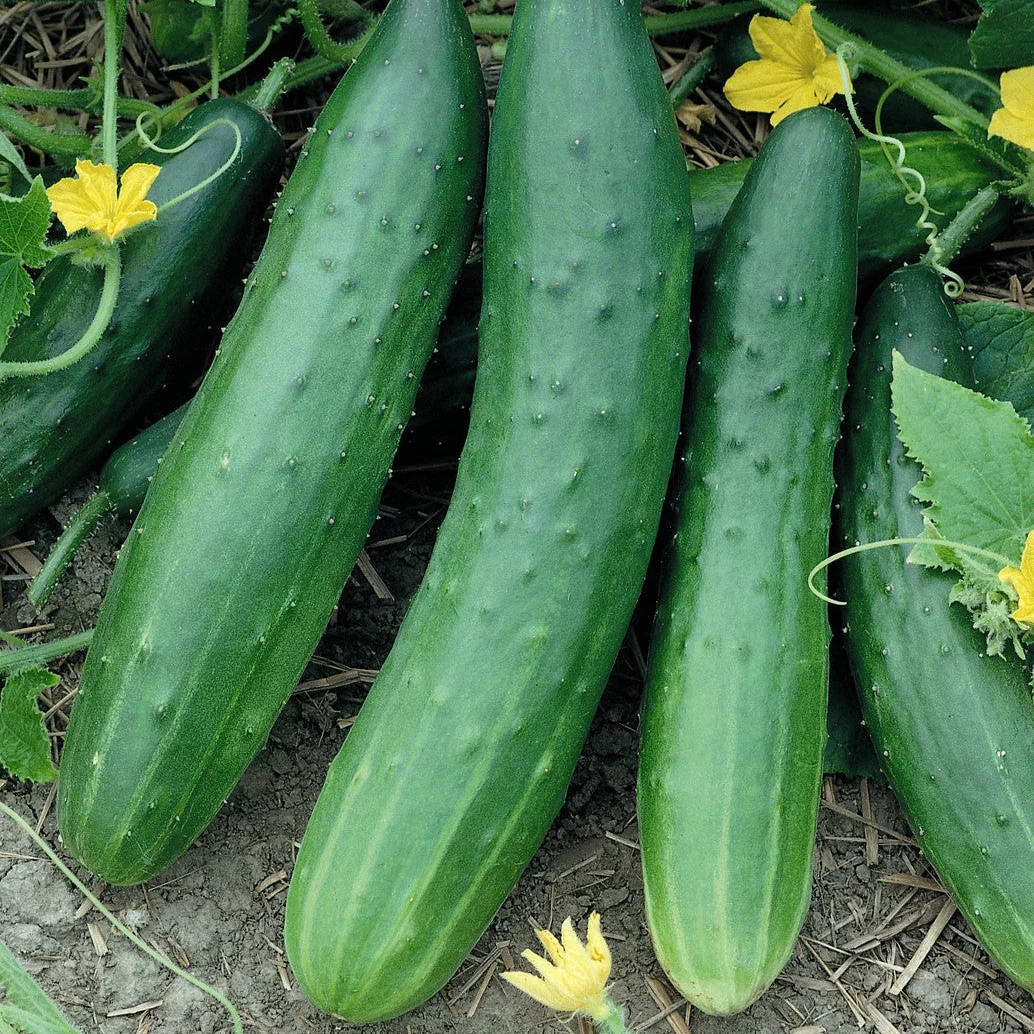 Sweet Burpless Cucumber Seeds – High-Yield, Crisp & Mild - Image 2