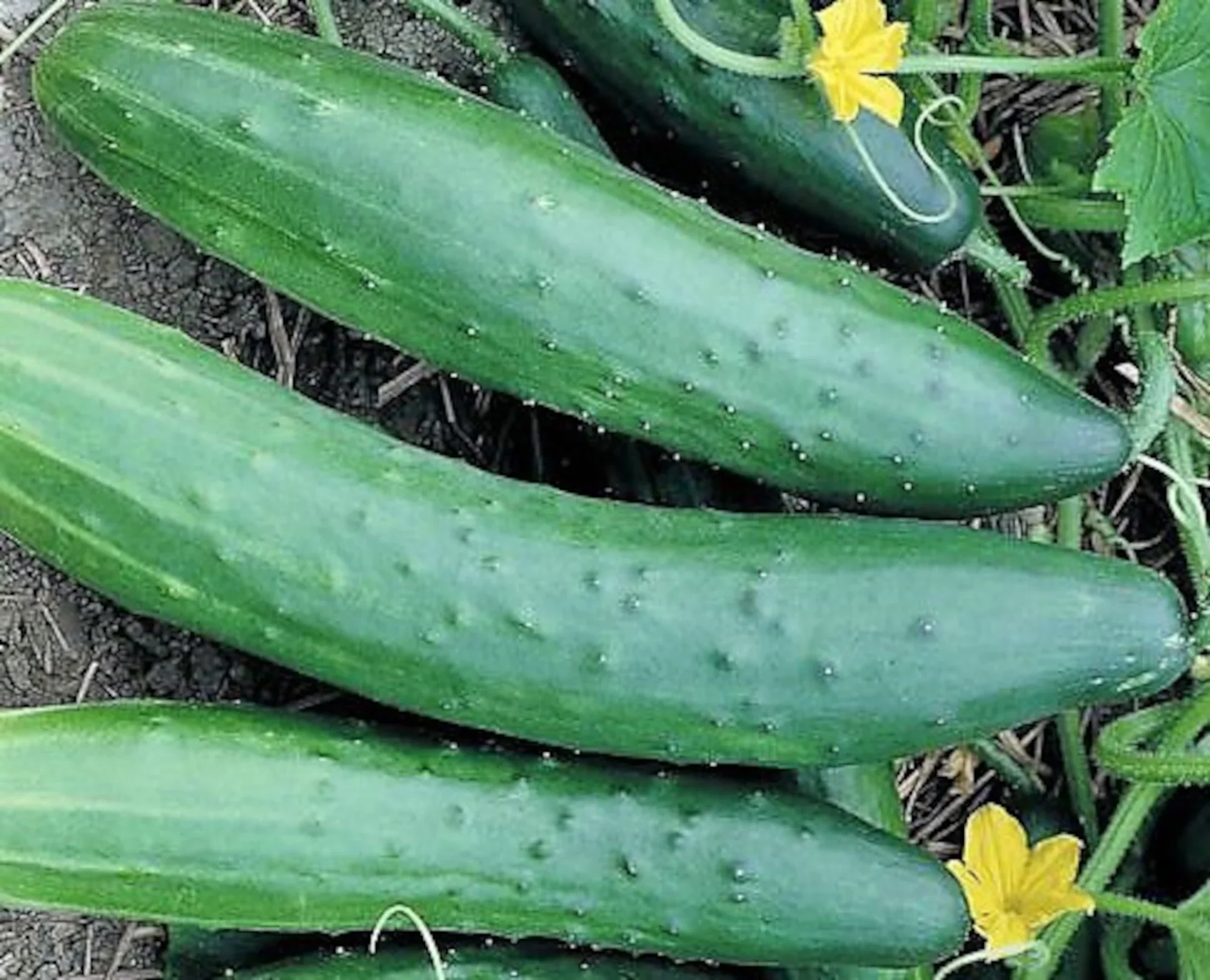 Sweet Burpless Cucumber Seeds – High-Yield, Crisp & Mild - Image 3