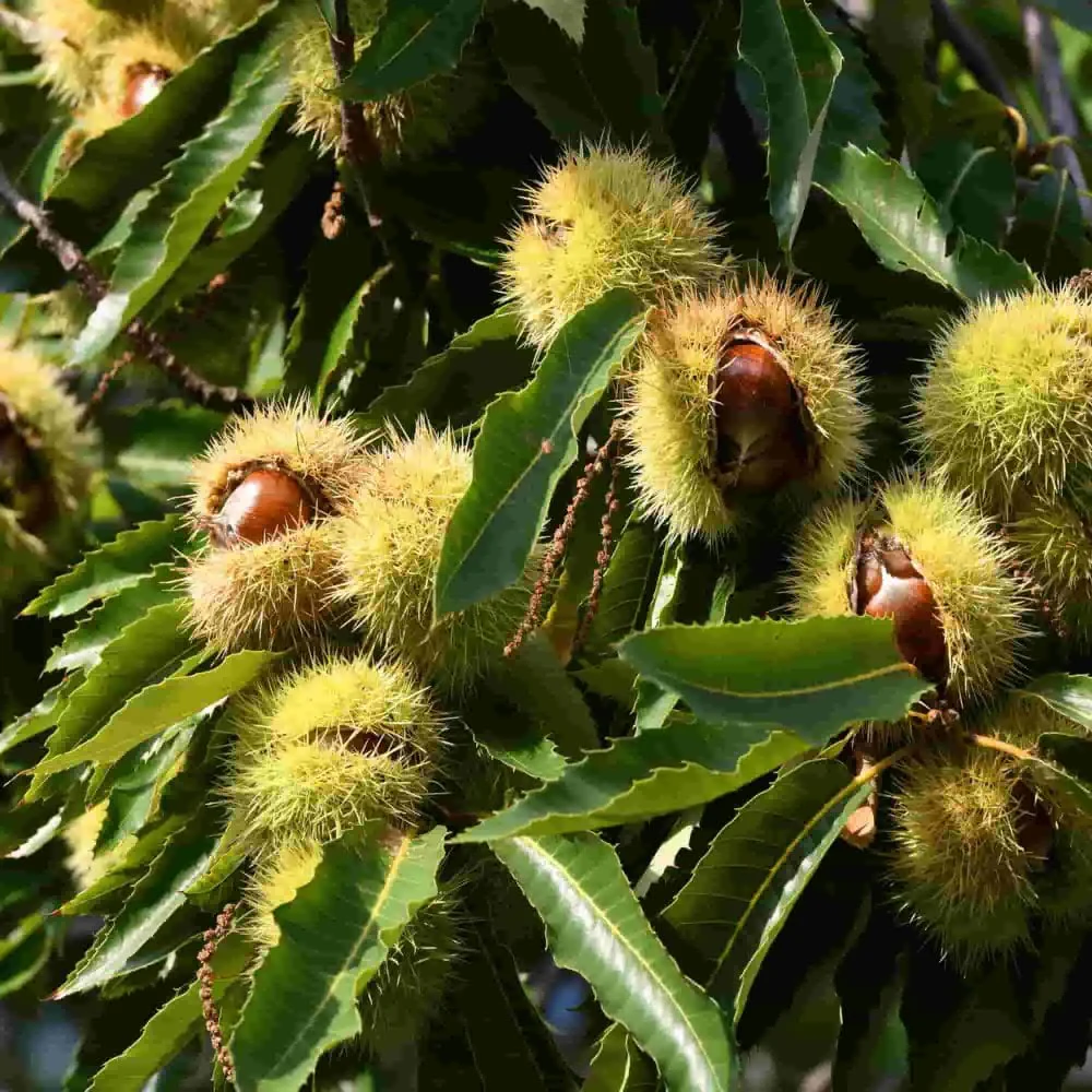 Sweet European Chestnut Tree (Castanea sativa) – Seeds