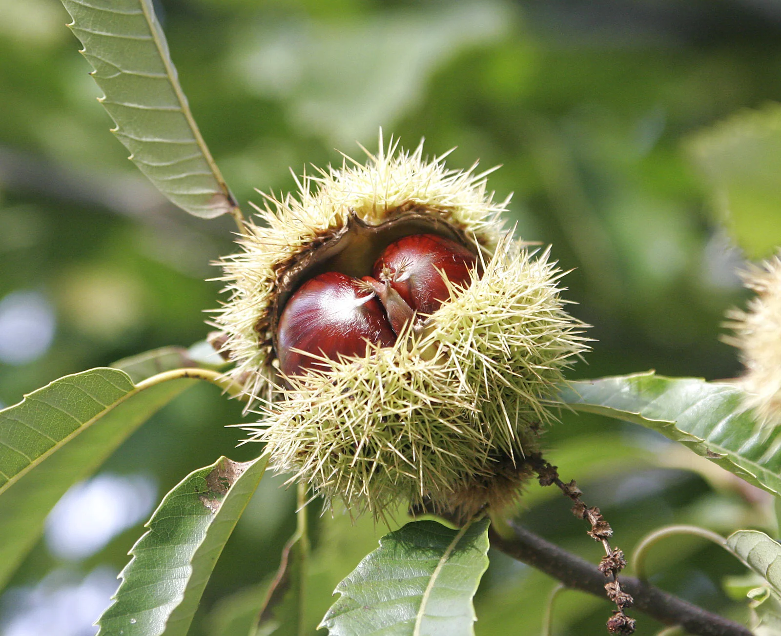 Sweet European Chestnut Tree (Castanea sativa) – Seeds - Image 3