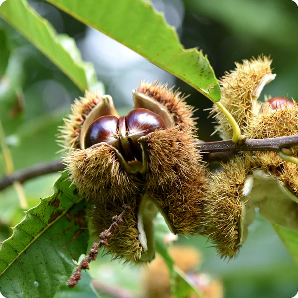 Sweet European Chestnut Tree (Castanea sativa) – Seeds - Image 4