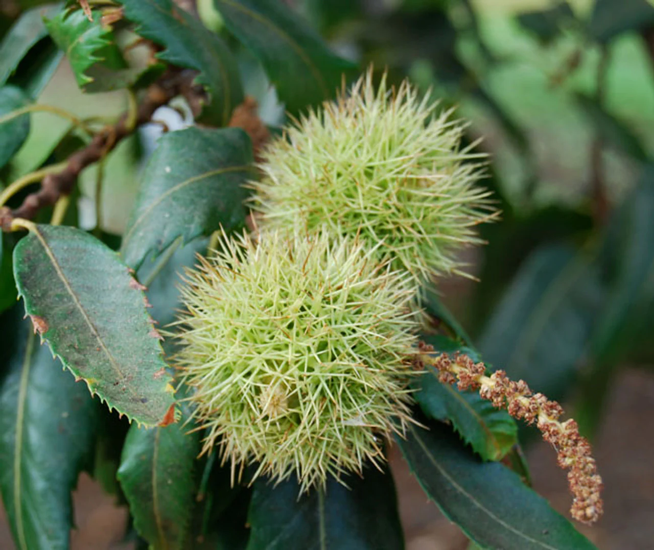 Sweet European Chestnut Tree (Castanea sativa) – Seeds - Image 5