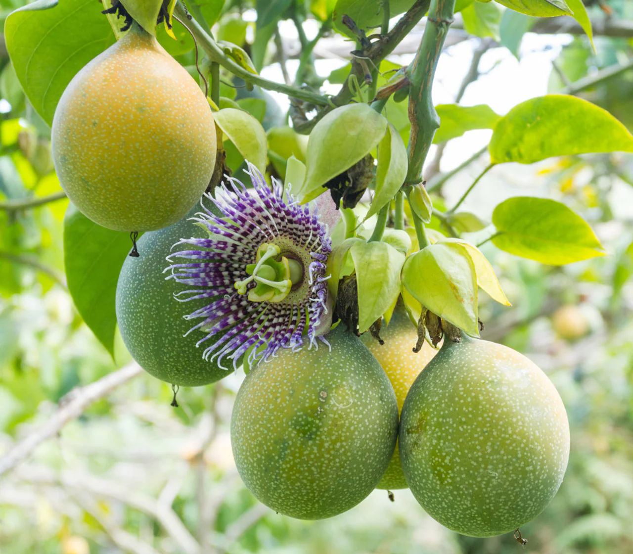 Sweet Granadilla Fruit Seeds