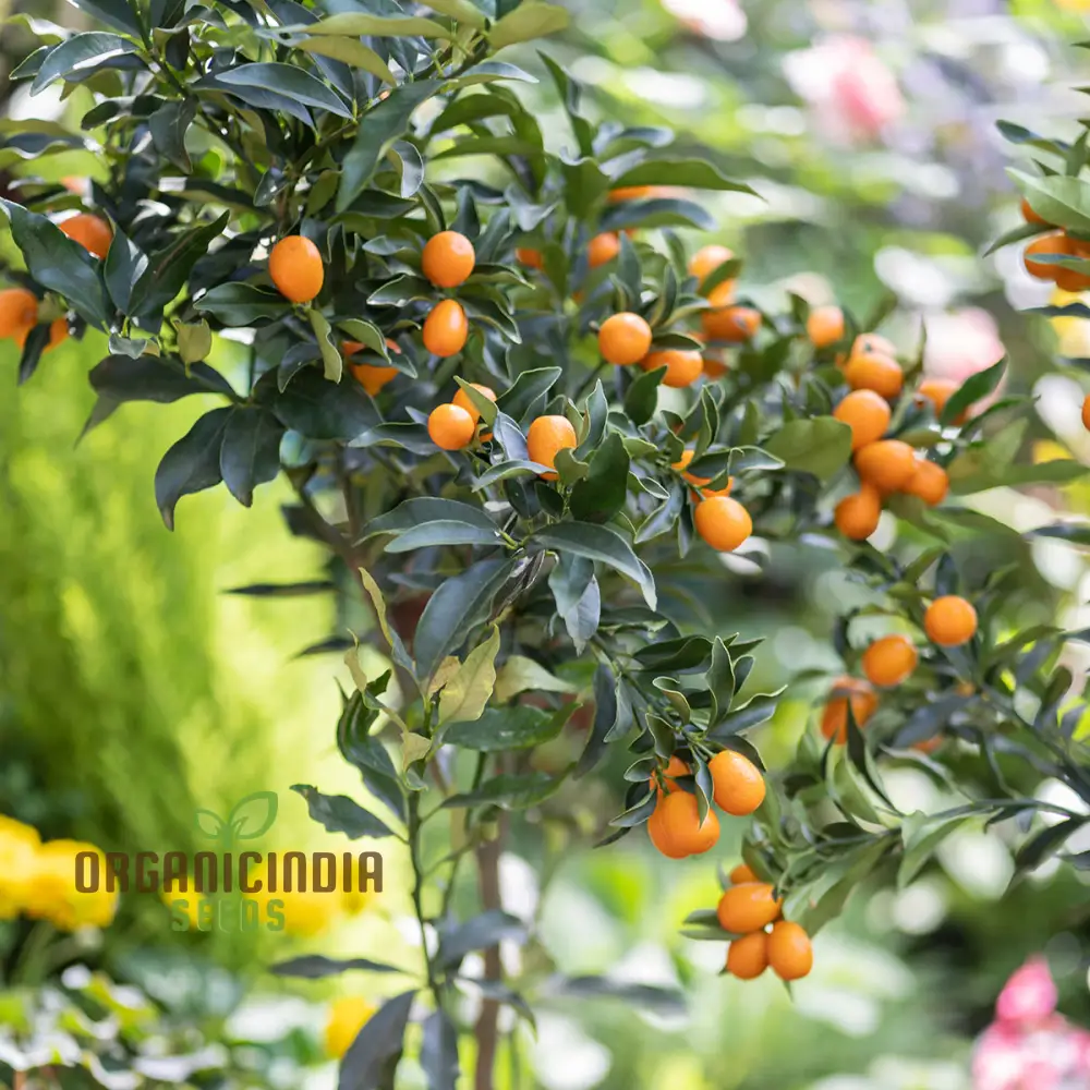 Sweet Kumquat Fruit Seeds Organic Seeds for Planting Orange