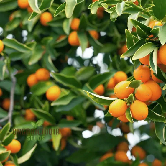 Sweet Kumquat Fruit Seeds Organic Seeds for Planting Orange - Image 3