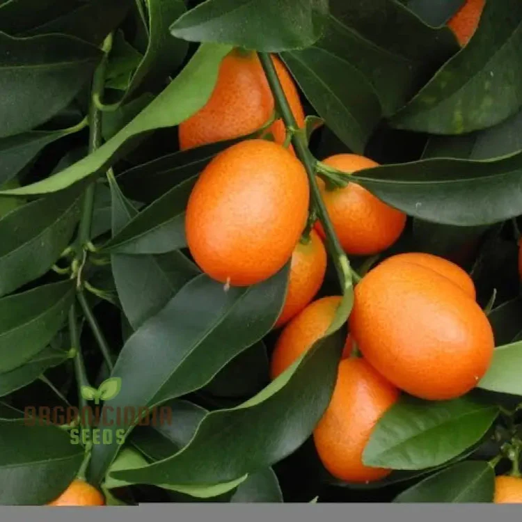 Sweet Kumquat Fruit Seeds Organic Seeds for Planting Orange - Image 4