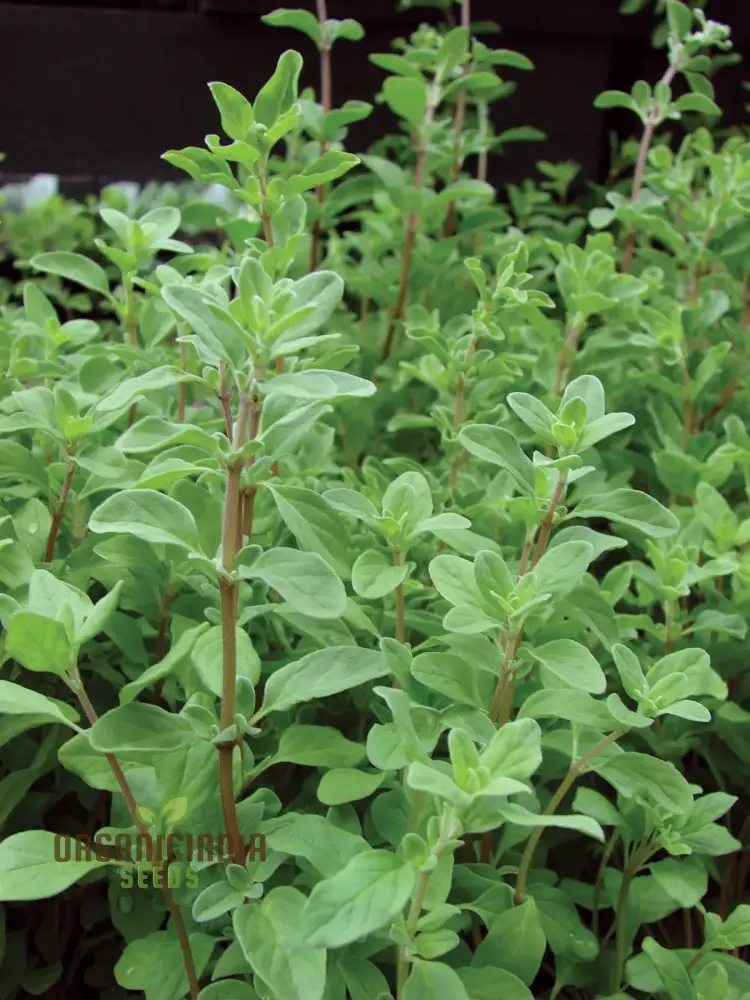 Sweet Marjoram Seeds – Prescott Fond Blanc Variety for Planting