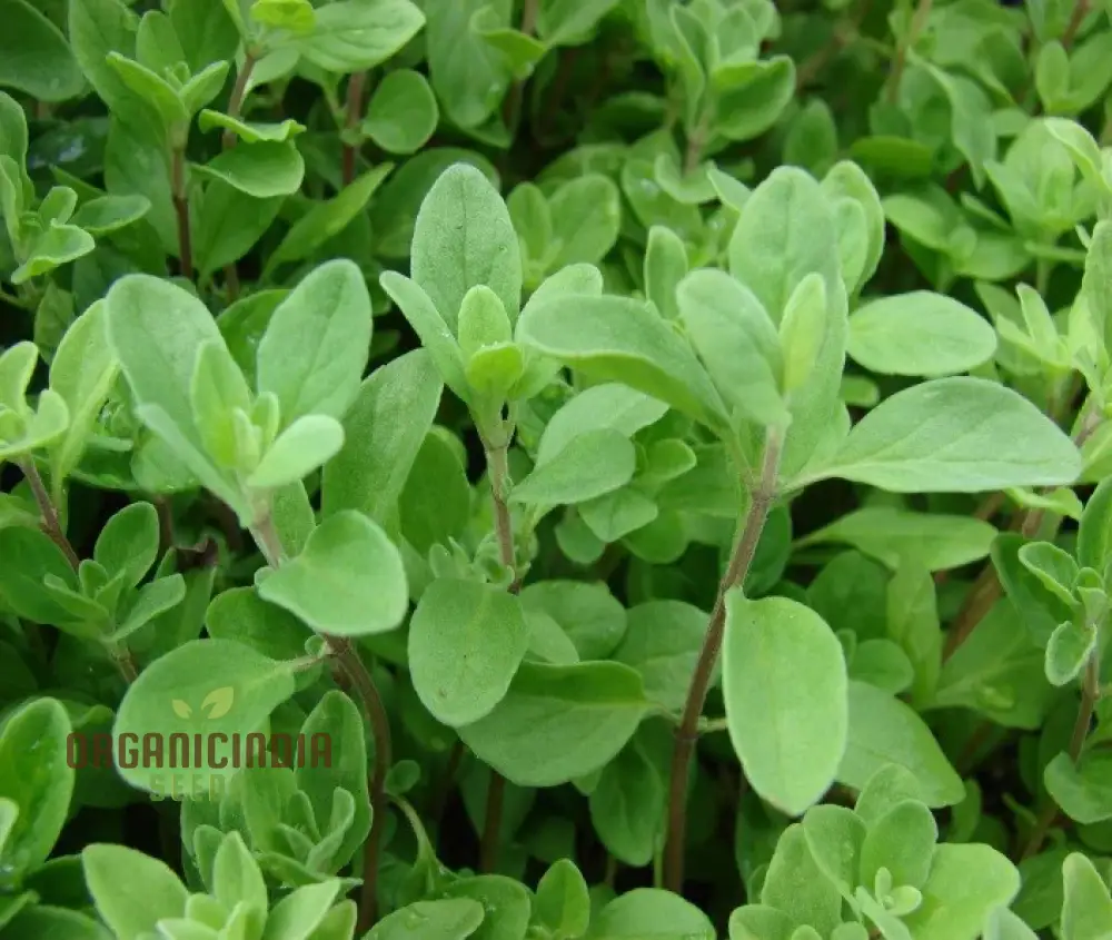 Sweet Marjoram Seeds – Prescott Fond Blanc Variety for Planting - Image 3