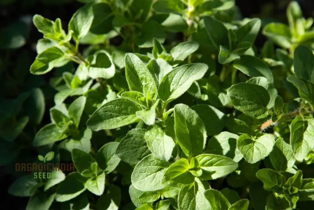 Sweet Marjoram Seeds – Prescott Fond Blanc Variety for Planting - Image 4