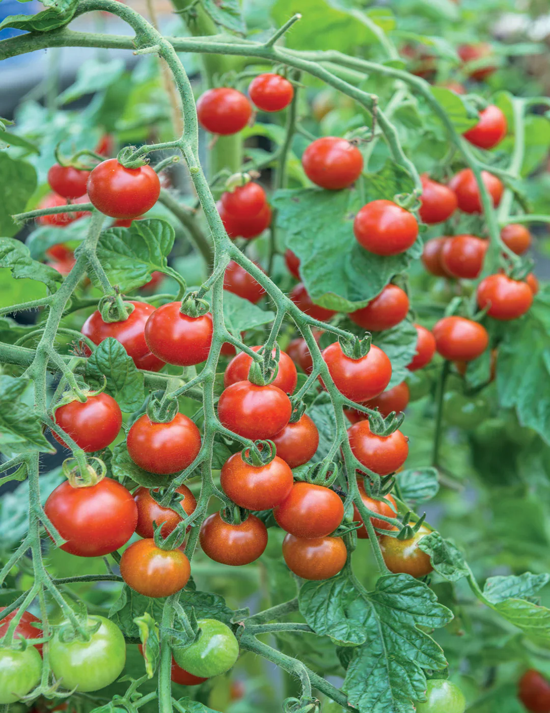 Sweet Million Tomato Seeds – High-Yield Cherry Tomatoes for Home Gardening - Image 2