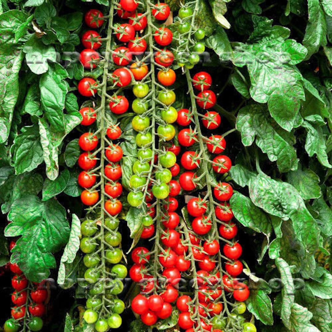 Sweet Million Tomato Seeds – High-Yield Cherry Tomatoes for Home Gardening - Image 3