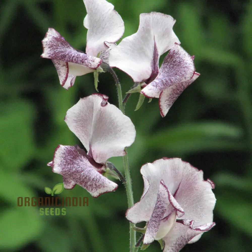 Sweet Pea Alan Roberts Seeds For Planting: Premium Quality for Beautiful Blooms and Bountiful Harvests"